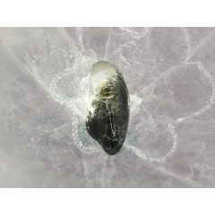 Aktinolitkvarc marokkő