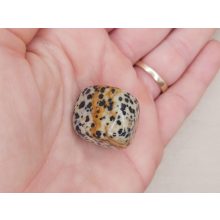 Dalmát jáspis marokkő