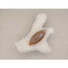 Korall medál /fosszilis/