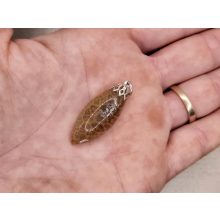 Korall medál /fosszilis/