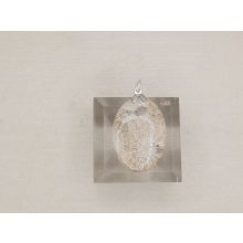 Korall medál /fosszilis/