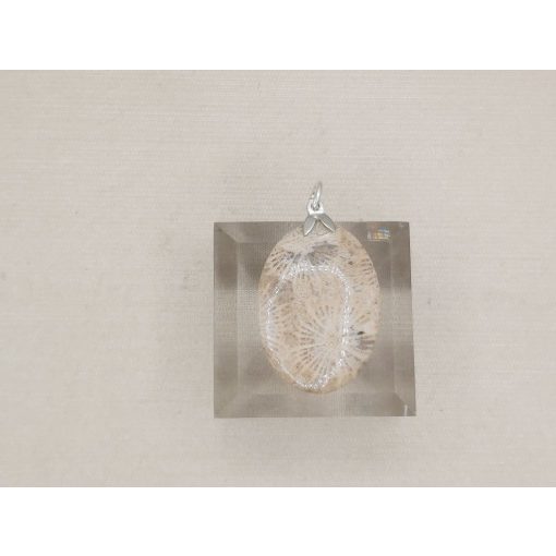 Korall medál /fosszilis/