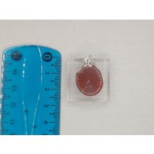Korall medál /Horn/