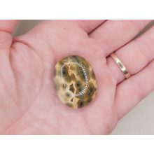 Óceán jáspis marokkő