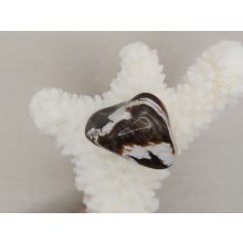 Peanutopál marokkő