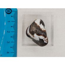 Peanutopál marokkő